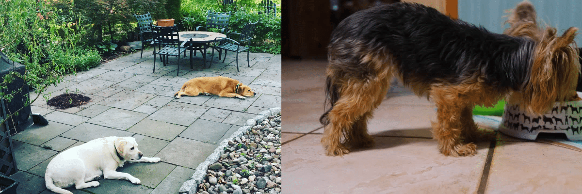 Pet Friendly Patio Cleaner